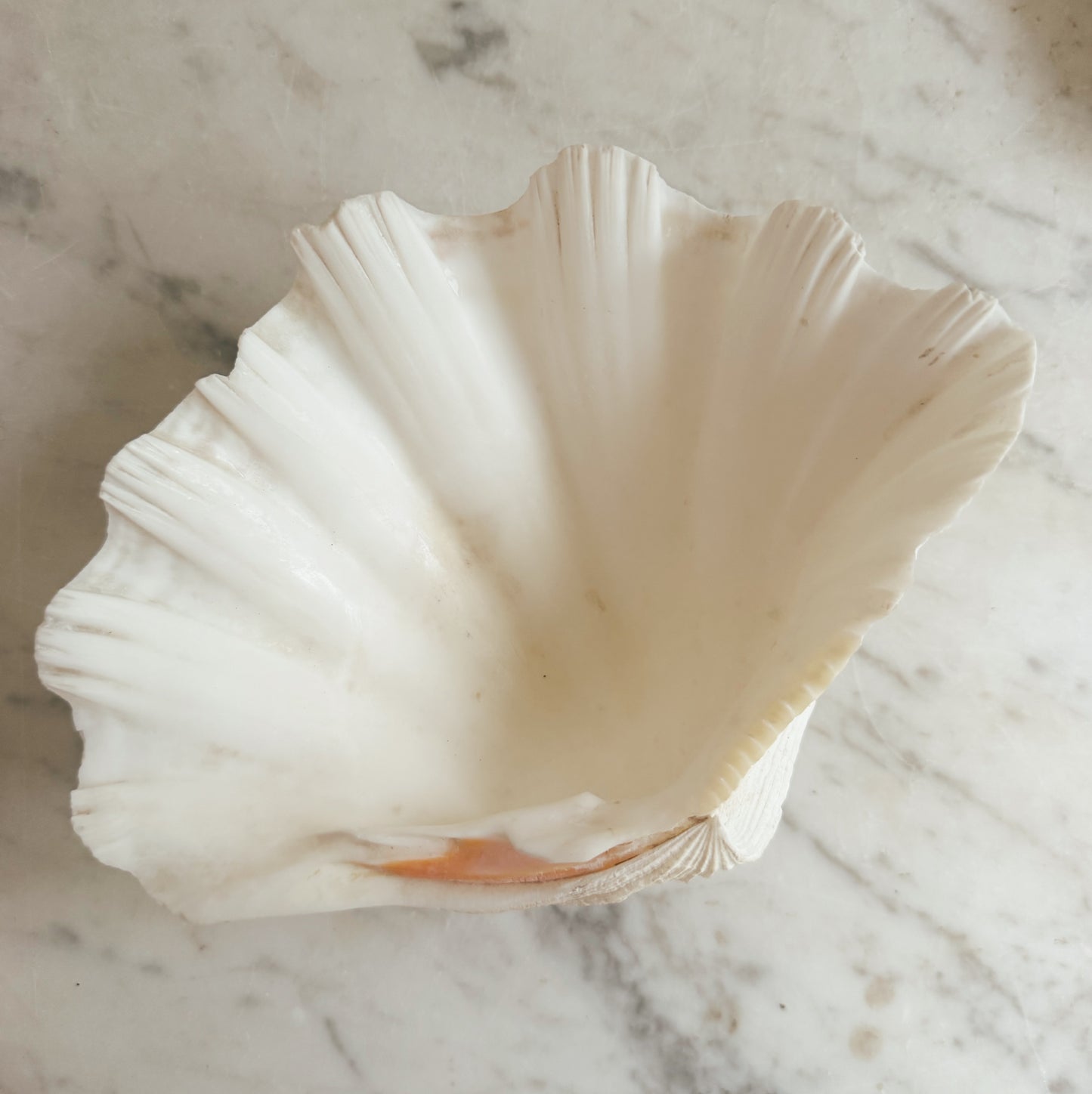 Vintage Shell