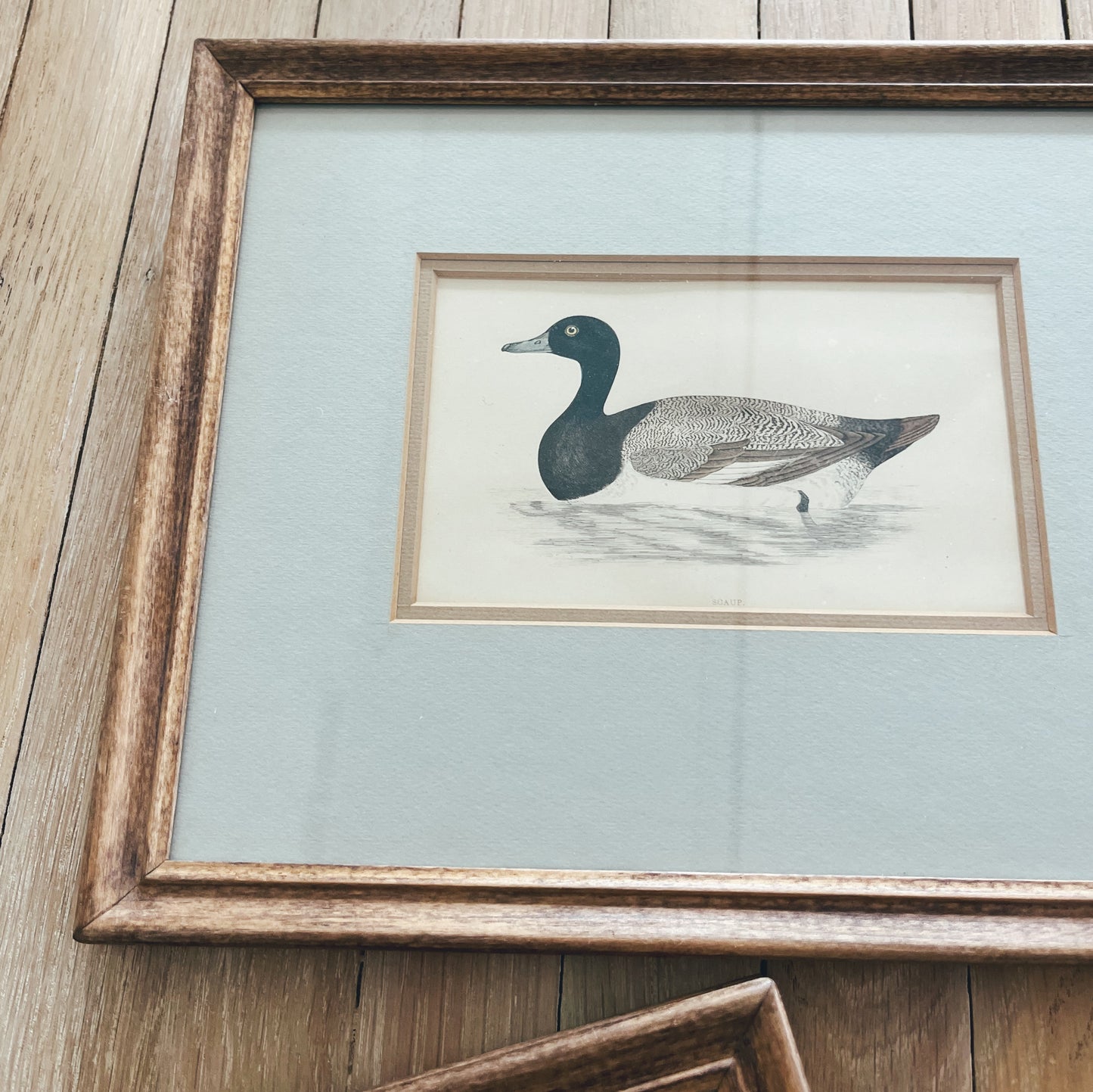 A Pair of Antique Hand Colored Duck Prints