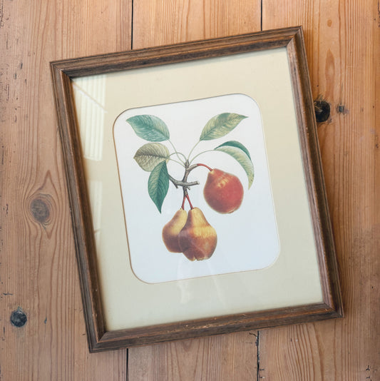 Framed Vintage Botanical Fruit Print (15.5” x 13.5”)