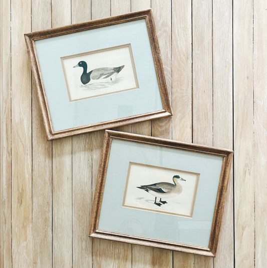A Pair of Antique Hand Colored Duck Prints