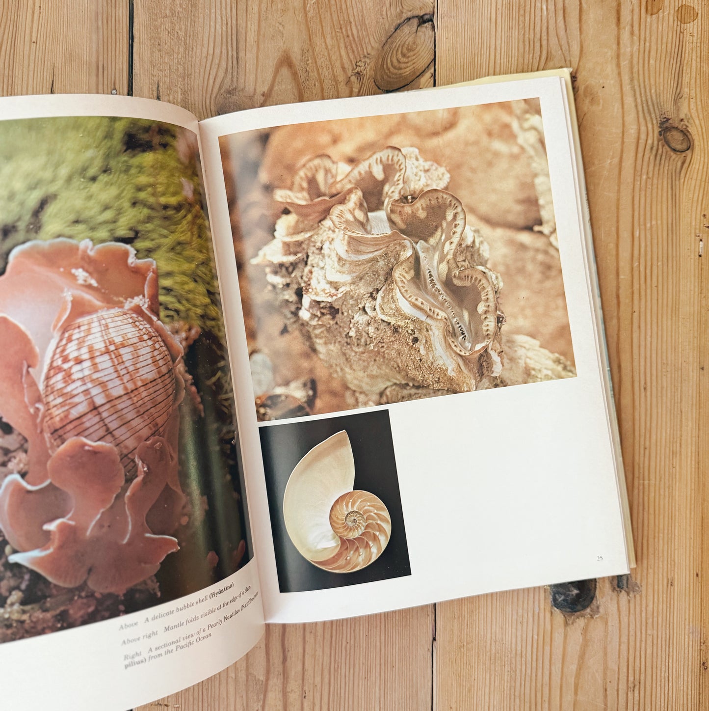 Shells and Shell Collecting