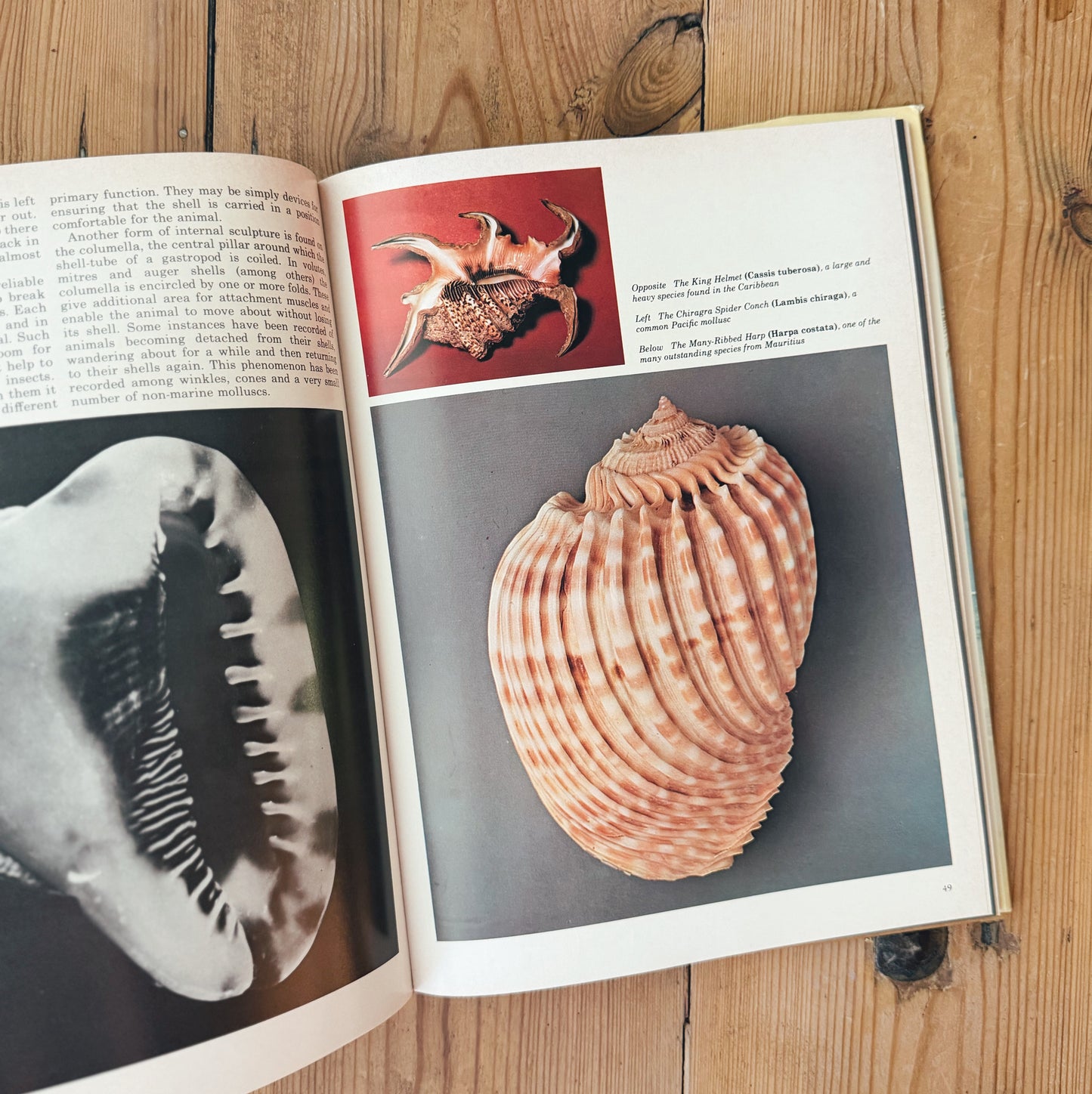 Shells and Shell Collecting
