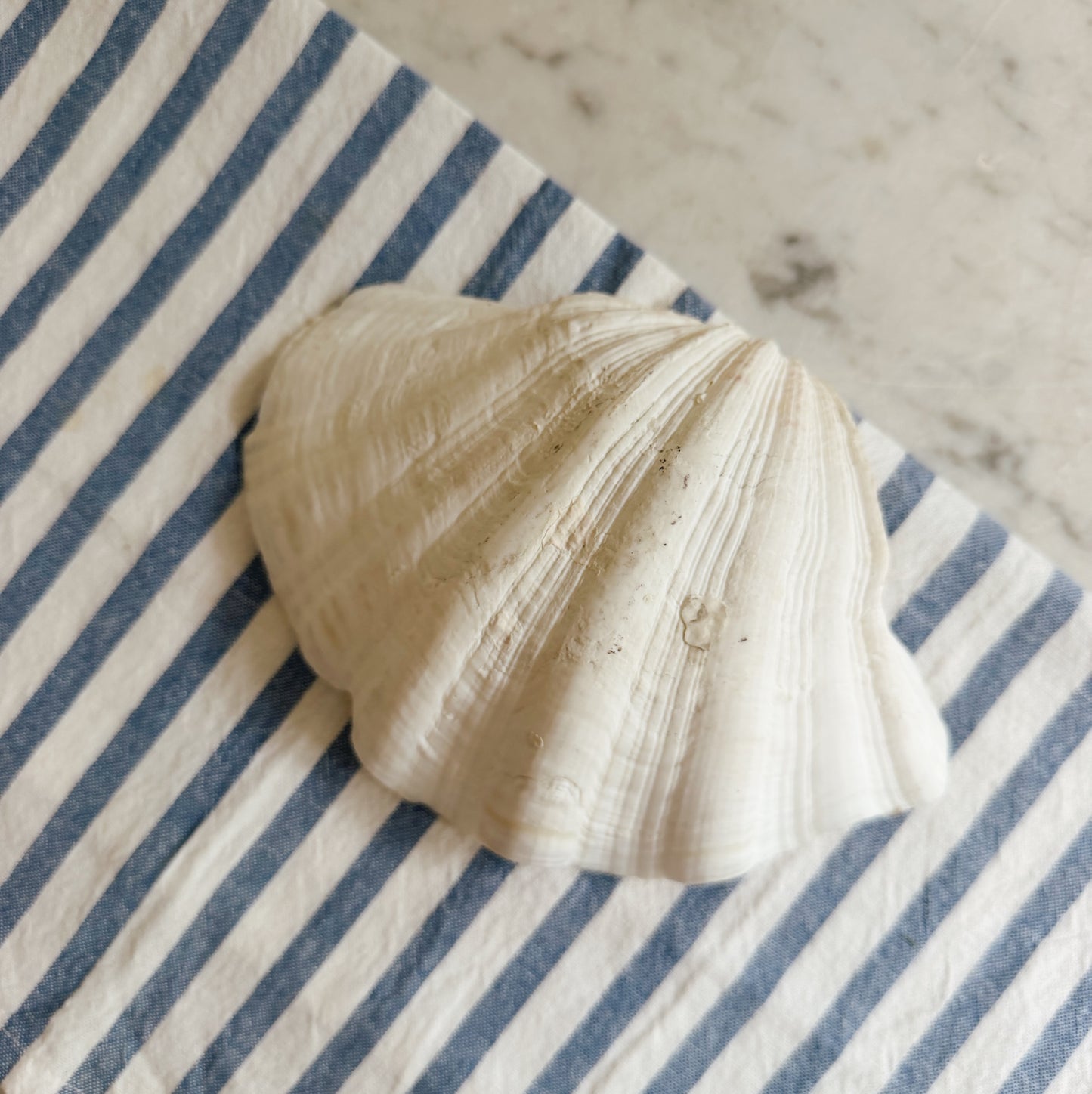Vintage Shell