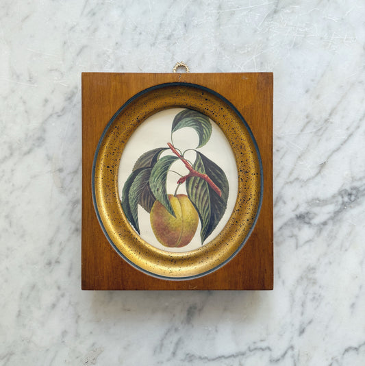 Antique Framed Fruit