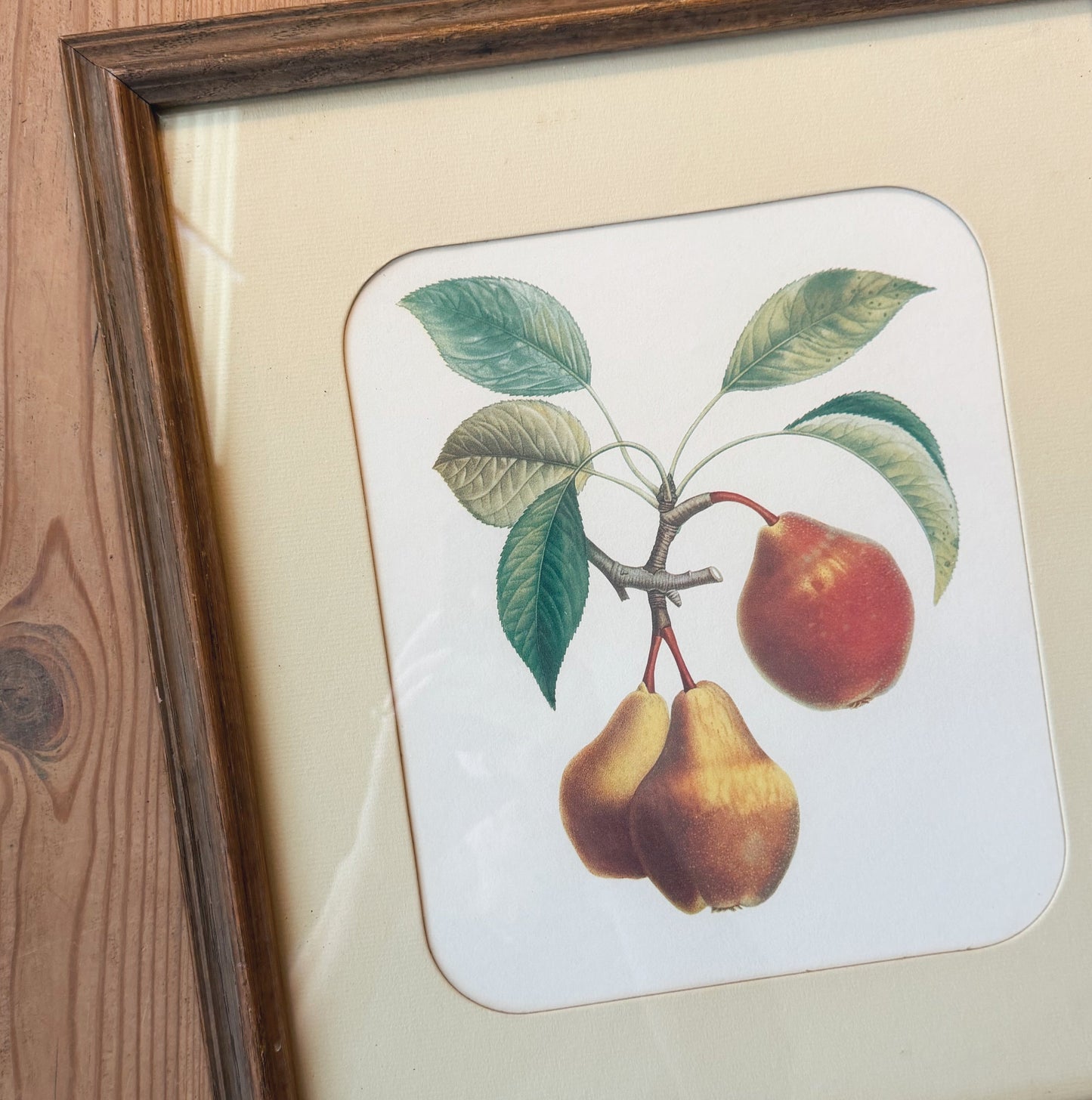 Framed Vintage Botanical Fruit Print (15.5” x 13.5”)